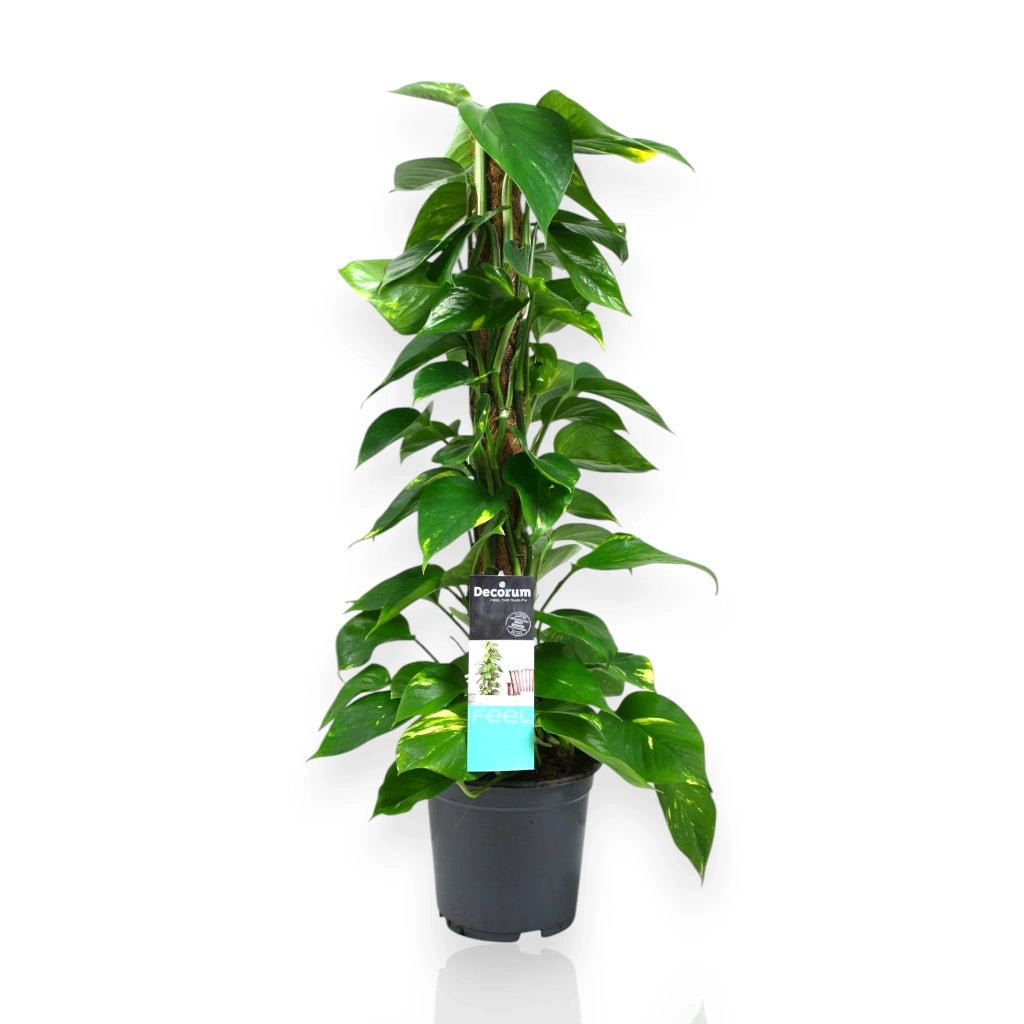 Gardenaria Epipremnum (pothos) su palo tutore - Pianta da interno ornamentale Altezza: 80 cm (vaso 19)