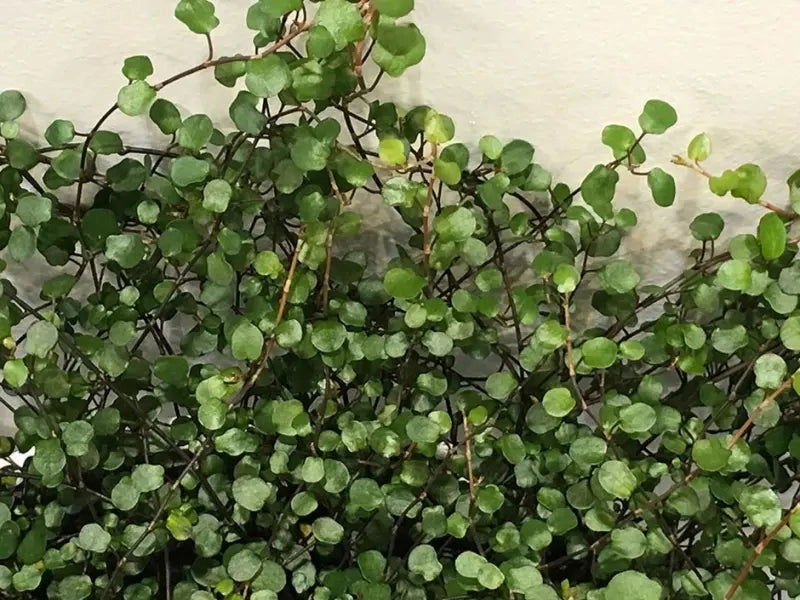 Gardenaria Muehlenbeckia complexa - Arbusto ornamentale da giardino Altezza: 20 cm (vaso 12)