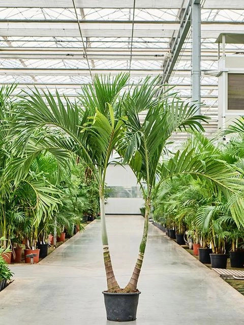Adonidia merrillii Touffe H 3,5 m foto reale  Palma rara ornamentale tropicale