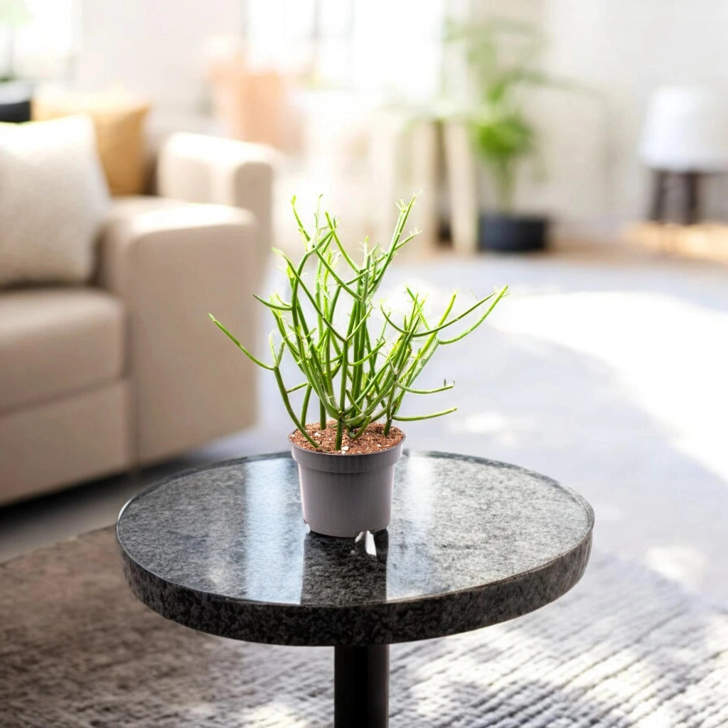 Gardenaria Euphorbia tirucalli - Pianta da interno ornamentale Altezza: 35 cm (vaso 12)