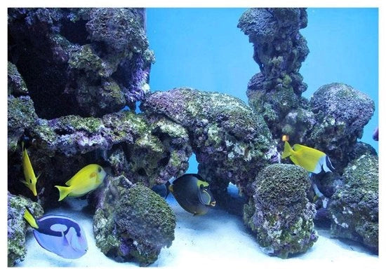 Decorazione per Acquario HD - Poster Ondeggiante - Decorazione per Parete - Adesivo - Impermeabile - 61 x 30 cm - Non tossico, ecosostenibile - Decorazione per Acquario