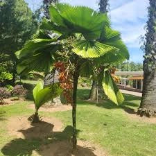 Licuala grandis h 120 cm in vaso 45 cm palma tropicale ornamentale