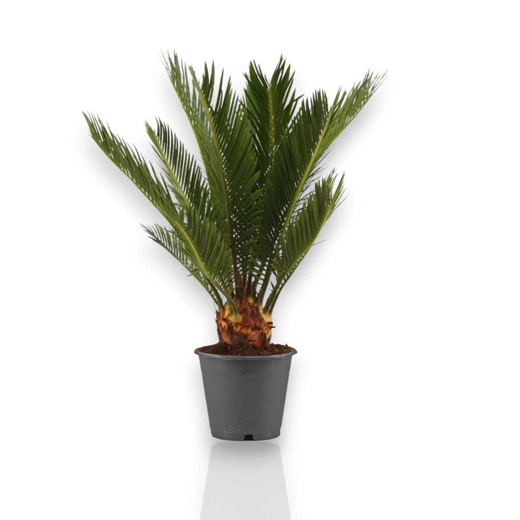 Gardenaria Cycas revoluta - Pianta da interno ornamentale Altezza: 35 cm (vaso 12)