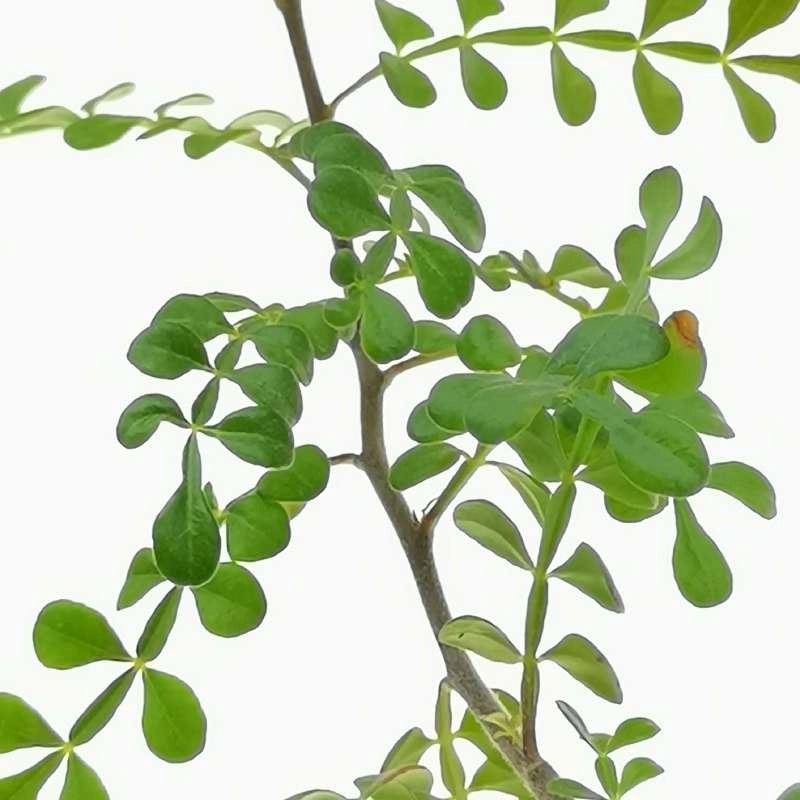 Operculicarya decaryi Albero dell'elefante, Jabily Vaso 17 Pianta Foto Reali