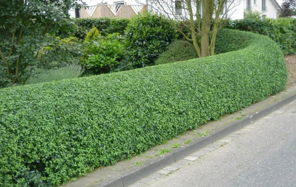 Ligustrum Texanum H 80 cm in Vaso 18 – Siepe Sempreverde