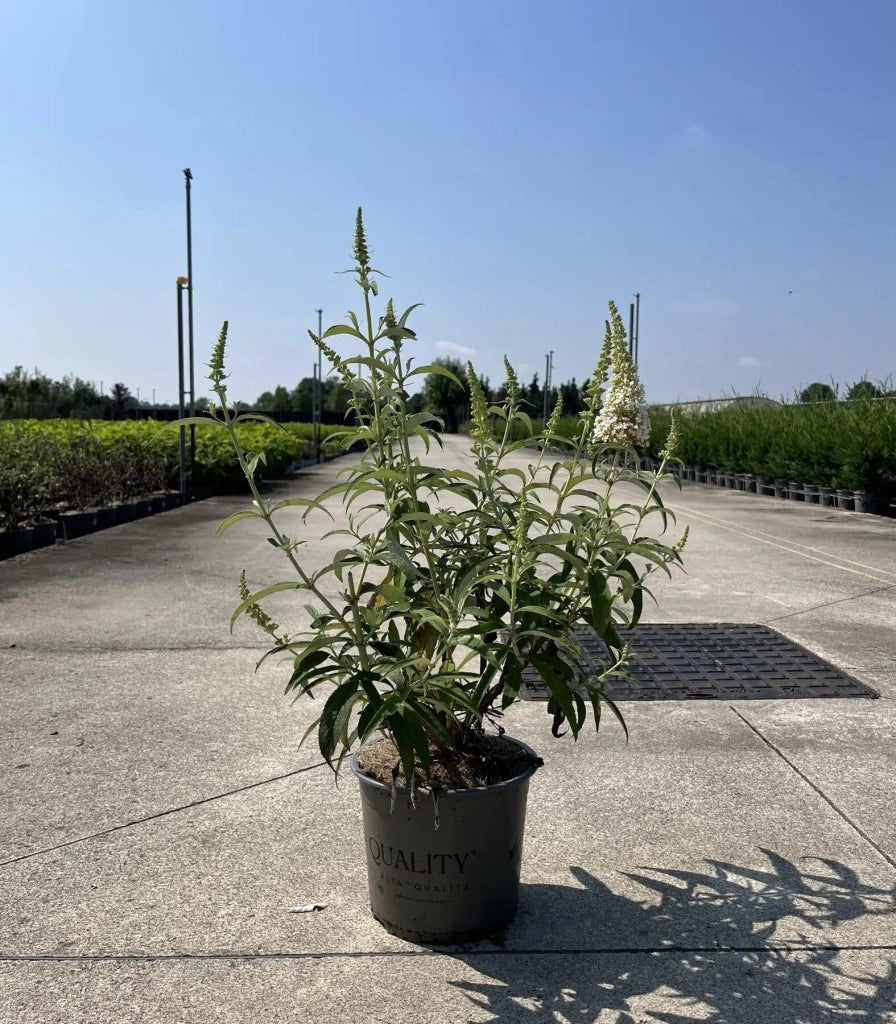 Gardenaria Buddleja davidii 'White Profusion' - Arbusto ornamentale da giardino Altezza: 40/60 cm (vaso19)