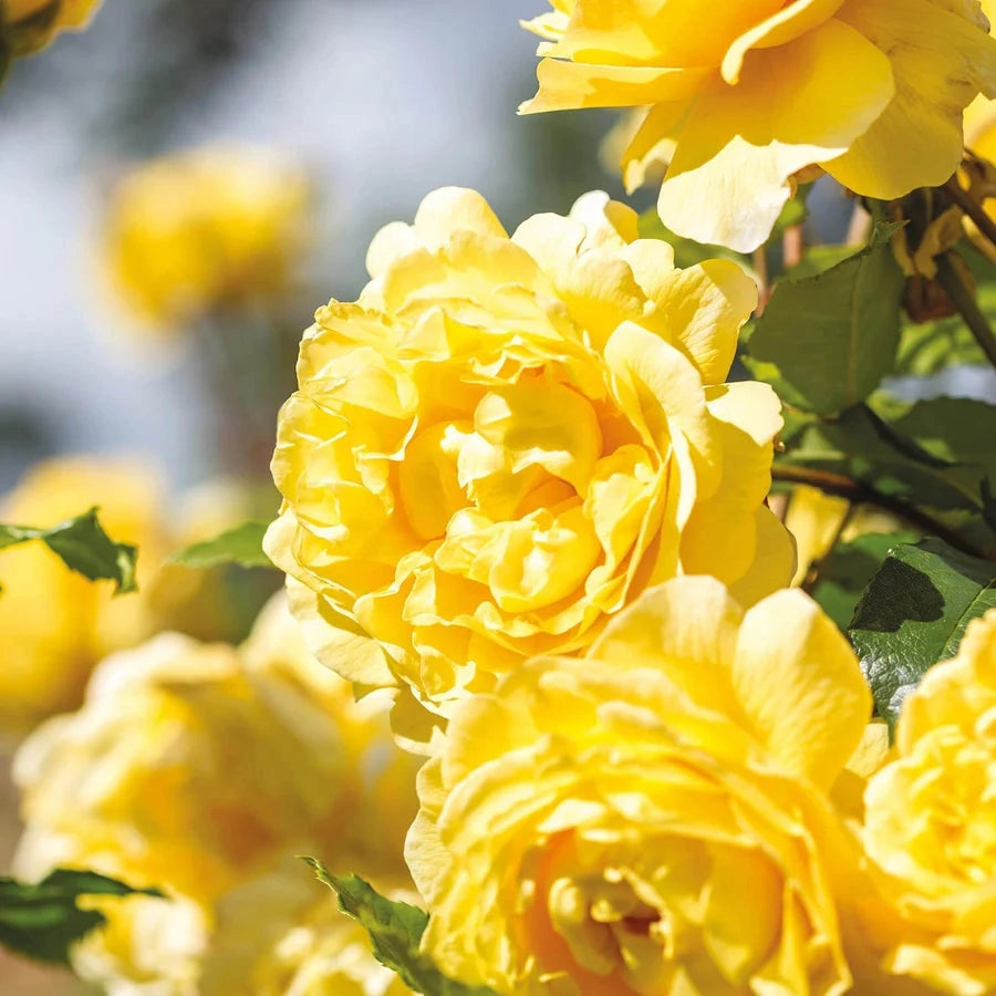 Gardenaria Rosa 'The Poets Wife' - Rosa da giardino Altezza: 40/50 cm (vaso20)