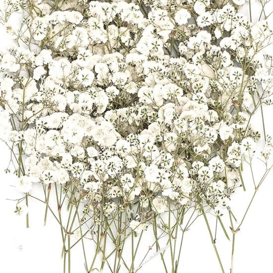 50 Fiore Secchi - Baby Breath Naturale Bianco e Delicato - Candelotti Resina Gioielli Arte per Unghie Artigianato DIY