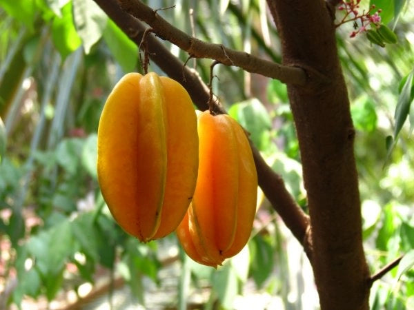 Averrhoa Carambola innestata foto reali H 140cm