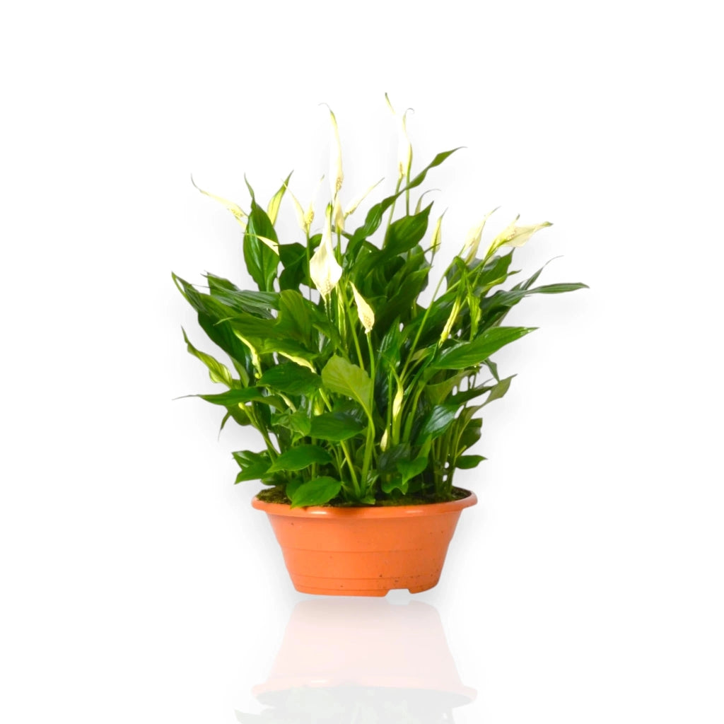 Gardenaria Spathiphyllum 'Bellini' - Pianta da interno ornamentale Altezza: 45 cm (vaso 23)