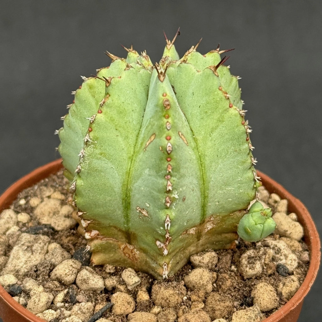 Euphorbia Fruticosa Vaso 13 cm, Pianta Succulenta Ornamentale