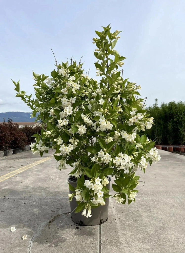 Gardenaria Weigela 'Snowflake' - Arbusto ornamentale da giardino Altezza: 40/50 cm (vaso18)