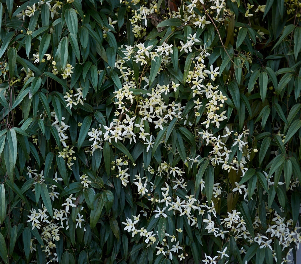 Gardenaria Clematis armandii 'Snowdrift' - Pianta rampicante ornamentale da esterno Altezza: 100/125 cm (vaso19)