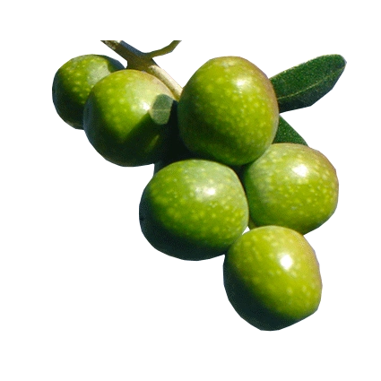 Pianta di Olivo Favolosa FS-17 Certificata ulivo Favolosa H 140 cm