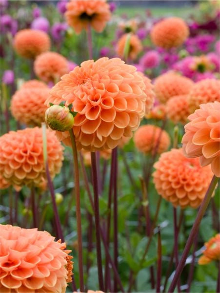 Bulbi di Dalia Ludwig Helfert Arancio – Decorativa brillante