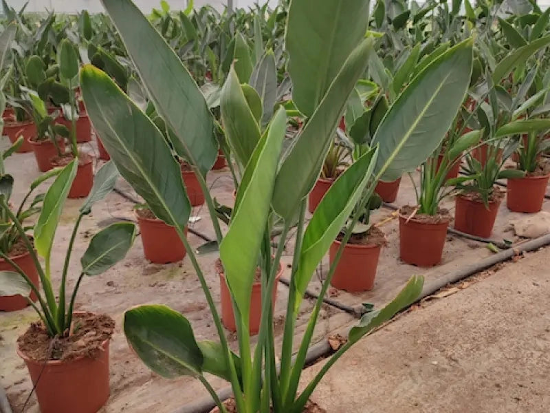 Gardenaria Strelitzia reginae - Pianta da interno ornamentale Altezza: 70 cm (vaso 19)