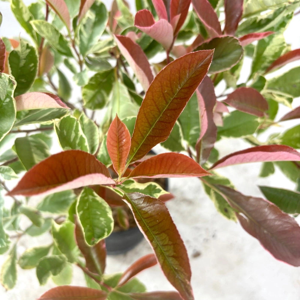 Pianta di PHOTINIA variegata LOUISE MECLARLOU cesp. h 70 cm VASO 18 FOTO REALE