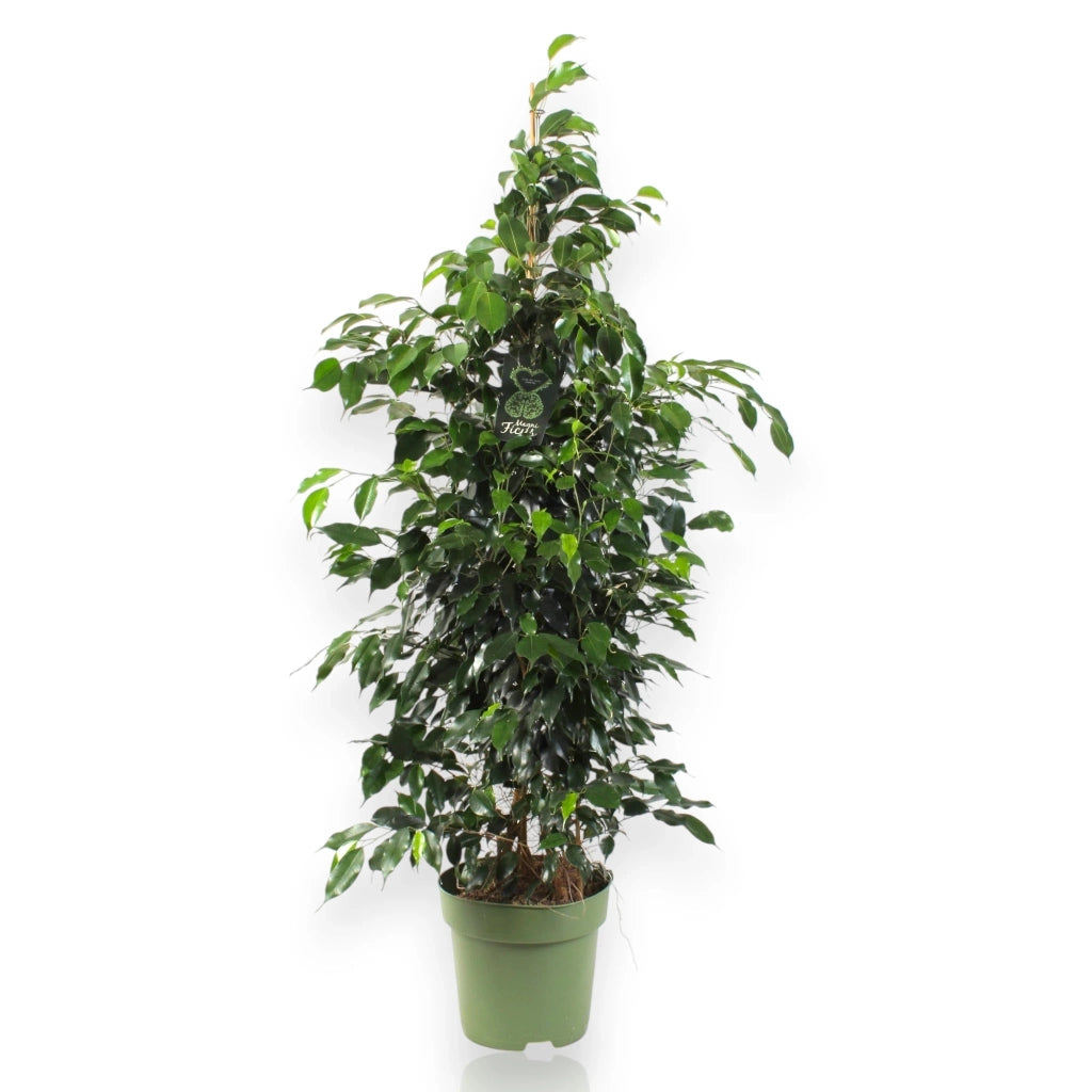 Gardenaria Ficus benjamina 'Danielle' - Pianta da interno ornamentale Altezza: 100 cm (vaso 21)