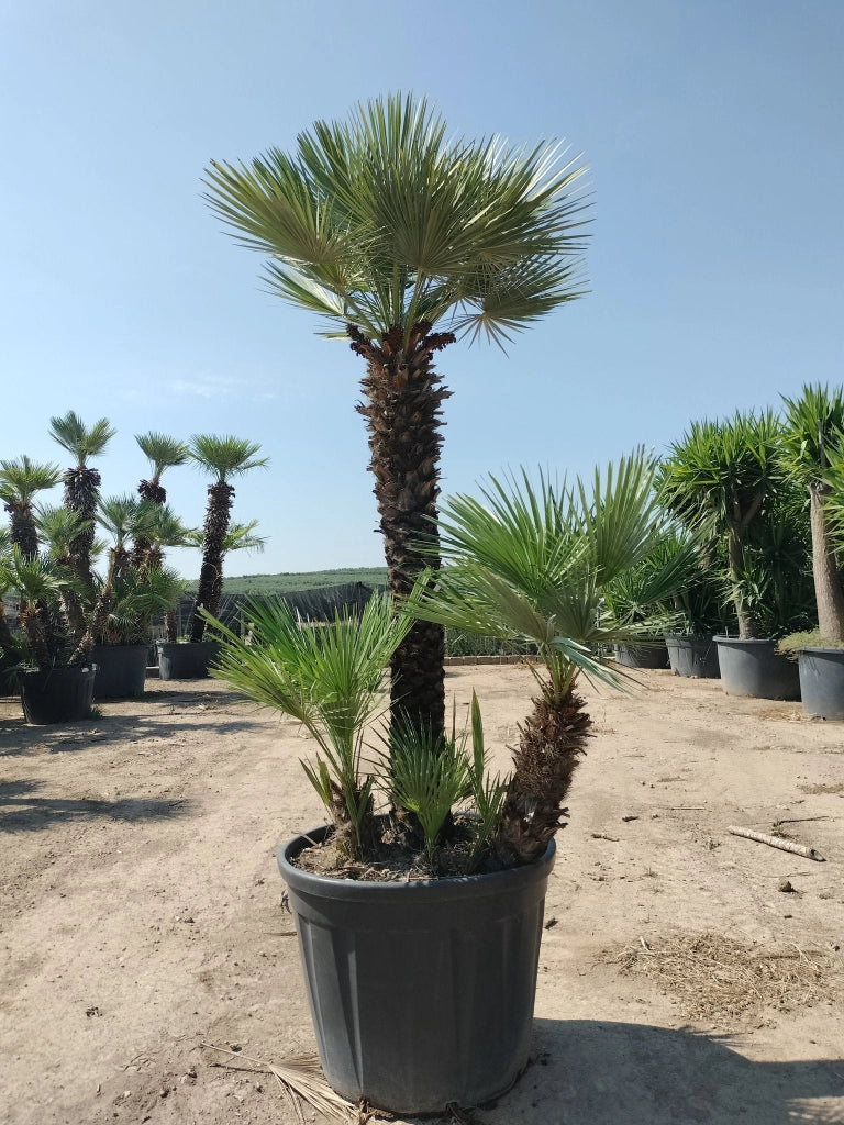 Palma Nana Chamaerops Humilis Vaso 70 cm Pianta Mediterranea Sempreverde