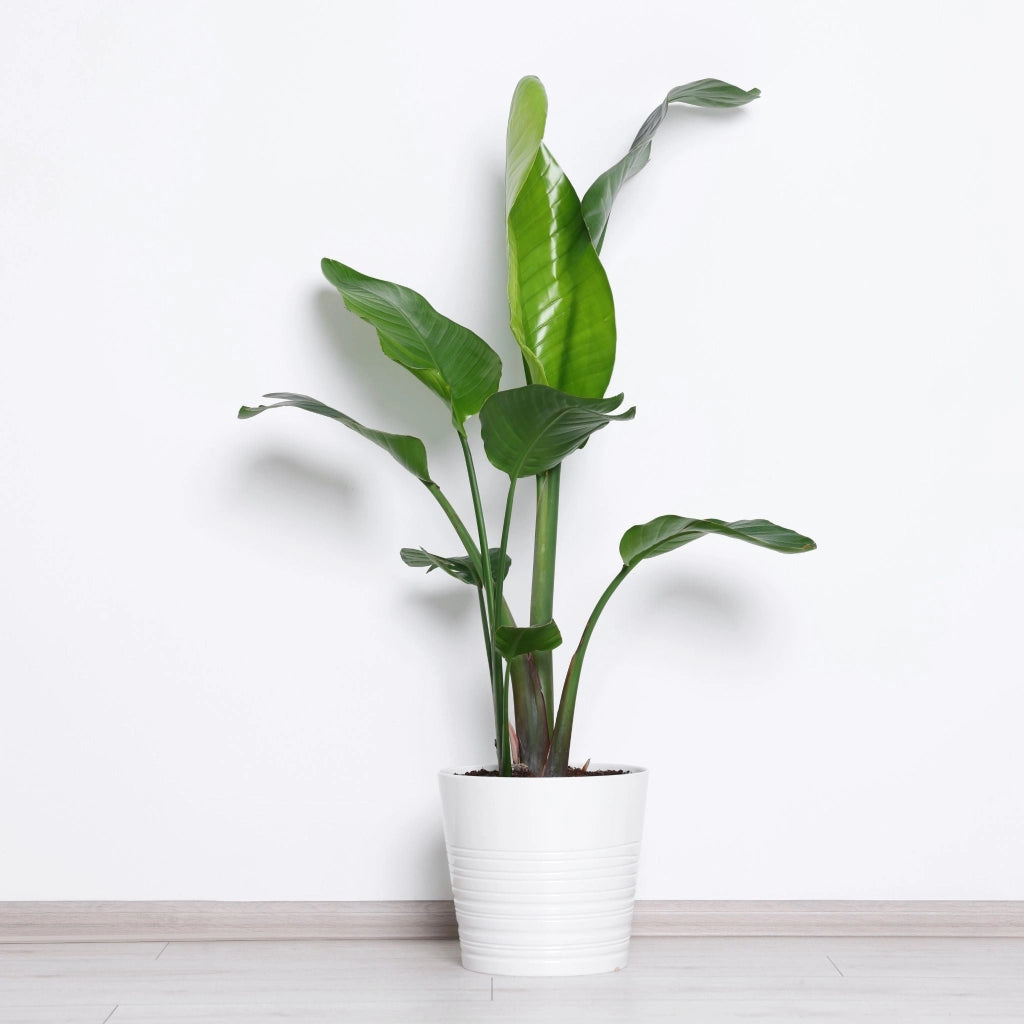 Gardenaria Strelitzia nicolai - Pianta da interno ornamentale Altezza: 120/150 cm (vaso 28)