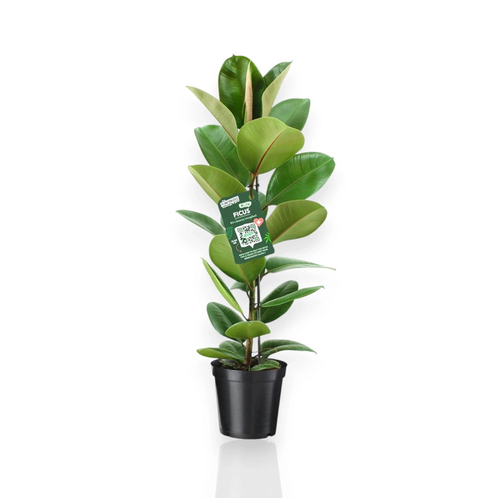 Gardenaria Ficus elastica 'Robusta' - Pianta da interno ornamentale Altezza: 120 cm (vaso 24)