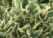 Gardenaria Ligustro - Ligustrum texanum 'Silver Star' - Arbusto ornamentale da giardino Altezza: 40/60 cm (vaso19)