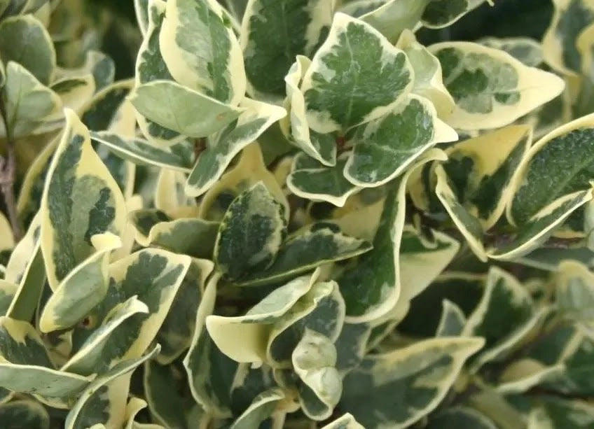 Gardenaria Ligustro - Ligustrum texanum 'Silver Star' - Arbusto ornamentale da giardino Altezza: 40/60 cm (vaso19)