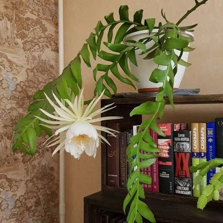 Epiphyllum chrysocardium, Epifillo , Epiphyllum a foglie di felce foto reali basket 14cm