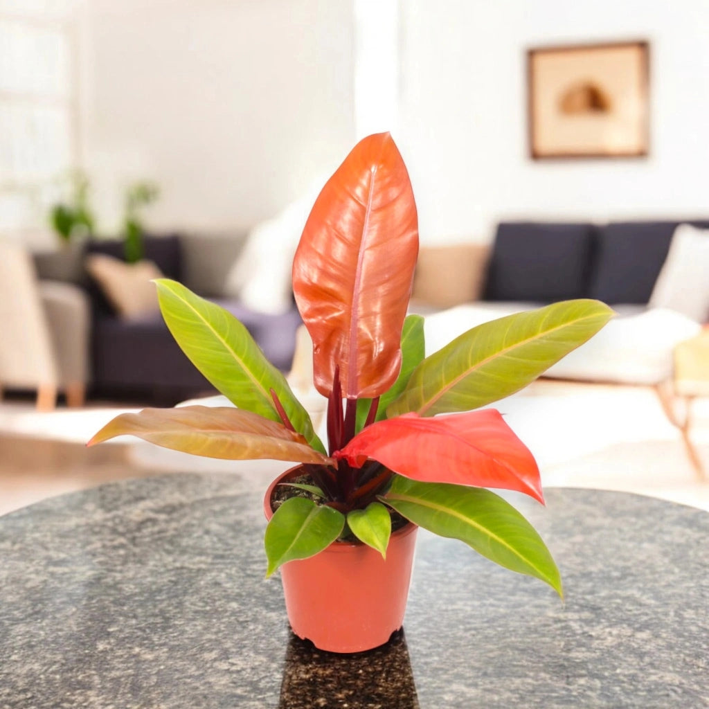 Gardenaria Philodendron 'Prince of orange' - Pianta da interno ornamentale Altezza: 30 cm (vaso 14)