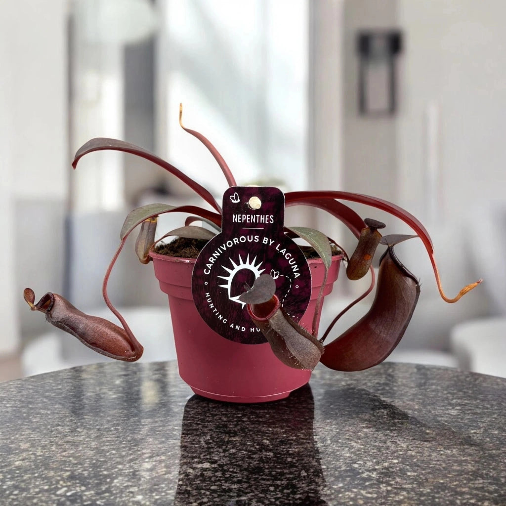 Gardenaria Nepenthes 'Rebecca' - Pianta da interno ornamentale Altezza: 17 cm (vaso 12)