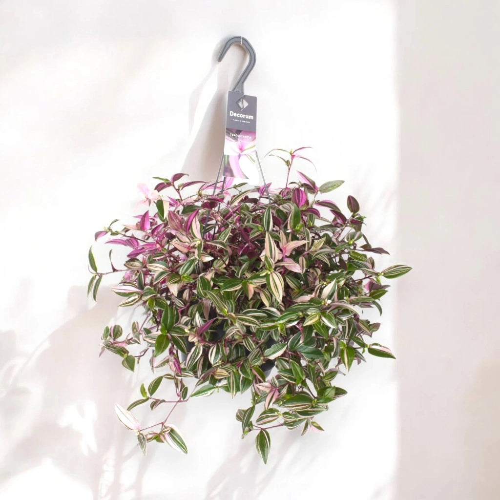 Gardenaria Tradescantia fluminensis 'Quadricolor' - Pianta da interno ornamentale Altezza: 40 cm (vaso 17)