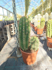 Echinopsis Atacamensis Vaso 55 cm Cactacea Colonnare da Esterno