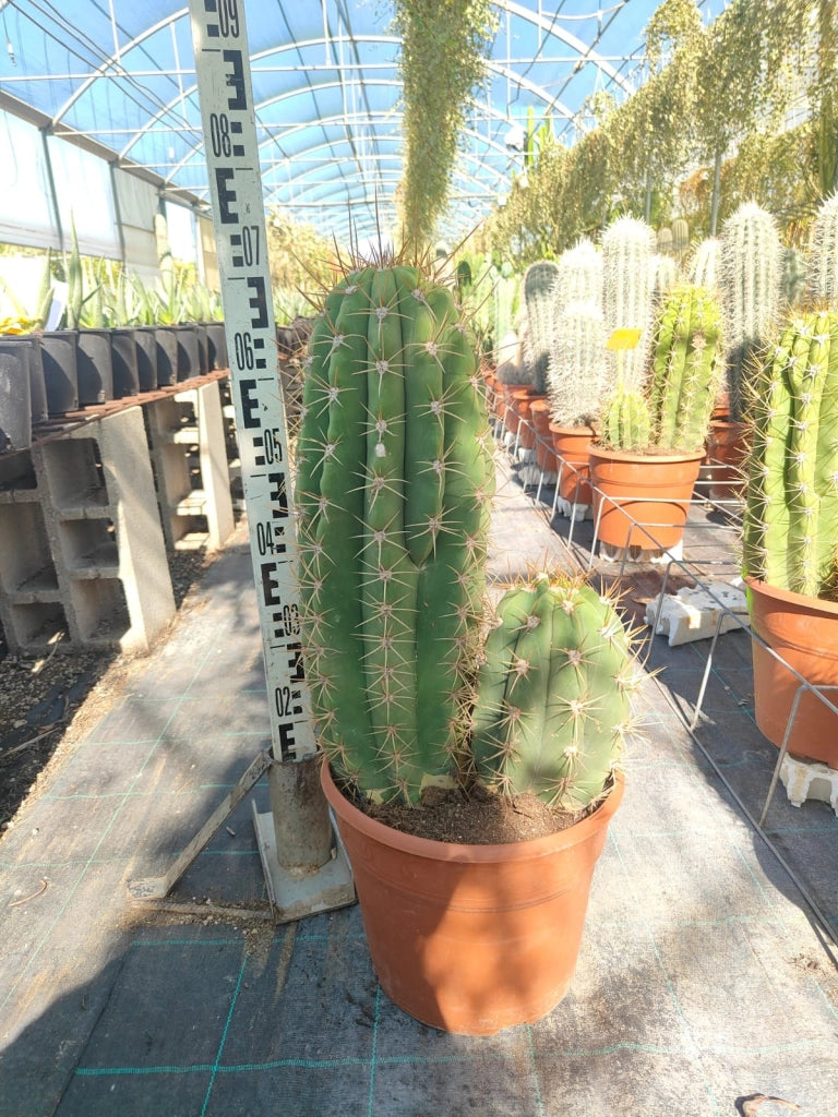 Echinopsis Atacamensis Vaso 55 cm Cactacea Colonnare da Esterno