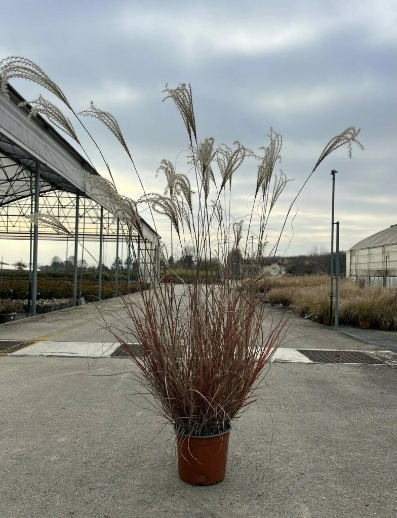 Gardenaria Miscanthus sinensis 'Adagio' - Graminacea ornamentale da esterno Altezza: 100 cm (vaso 24)