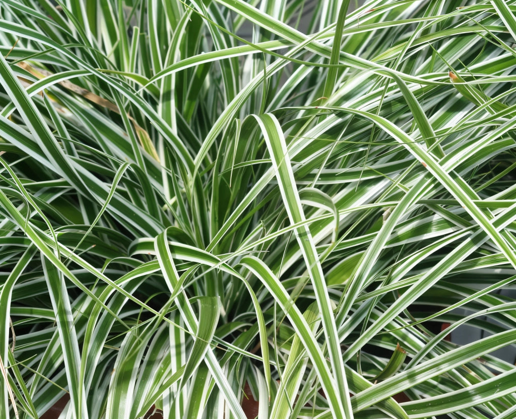Gardenaria Carex oshimensis 'Everest' - Graminacea ornamentale da esterno Altezza: 40 cm (vaso 17)