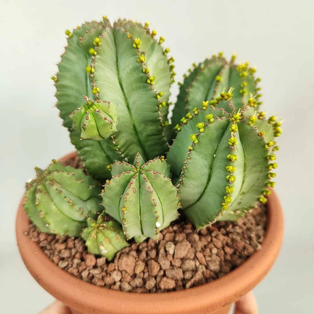 Euphorbia Fruticosa Vaso 13 cm, Pianta Succulenta Ornamentale