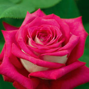 Pianta ROSA BREVETTATA MONICA BELLUCCI ®MEILLAND rosa/bianca vera PROFUMATA