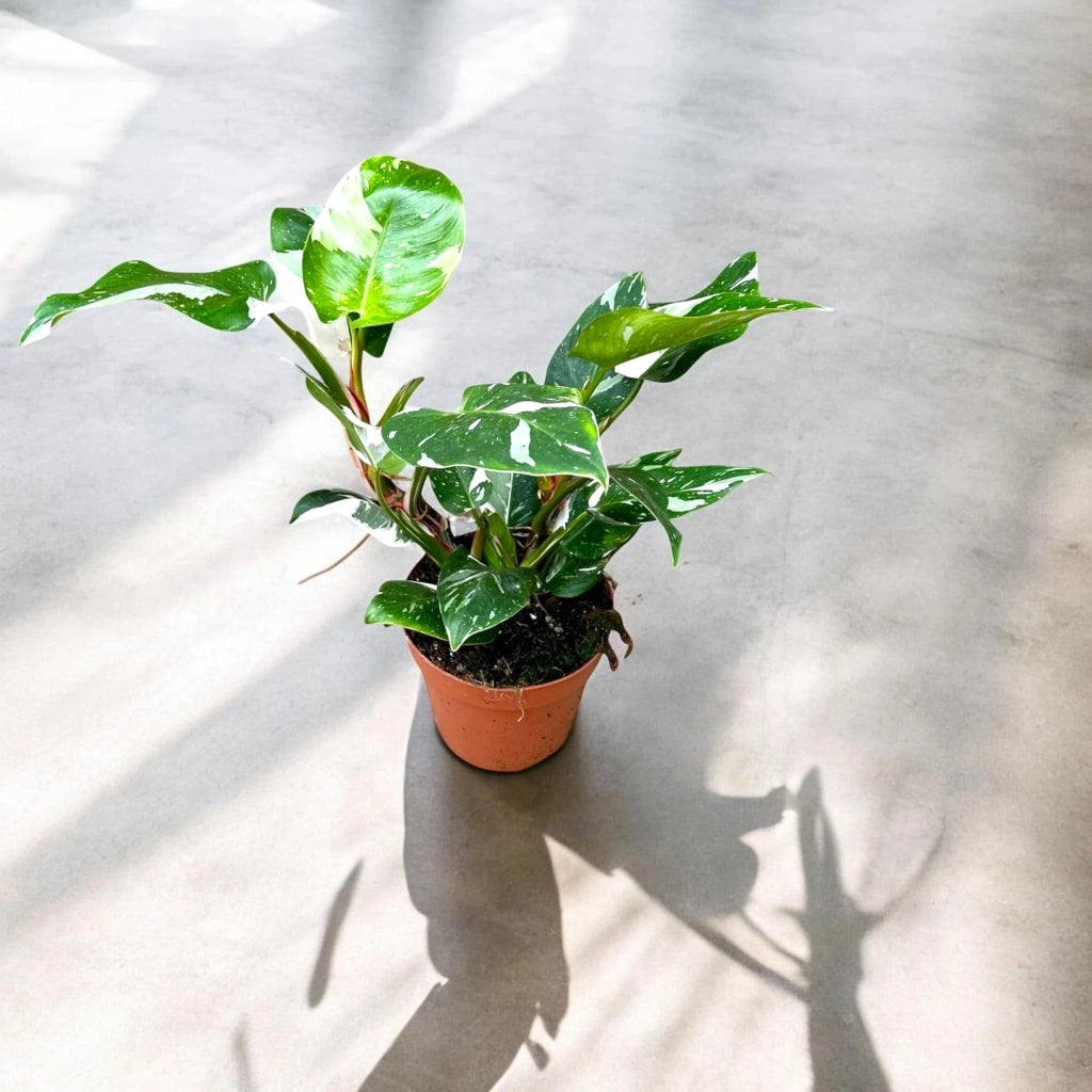 Gardenaria Philodendron white Princess - Pianta da interno ornamentale Altezza: 30 cm (vaso 12)