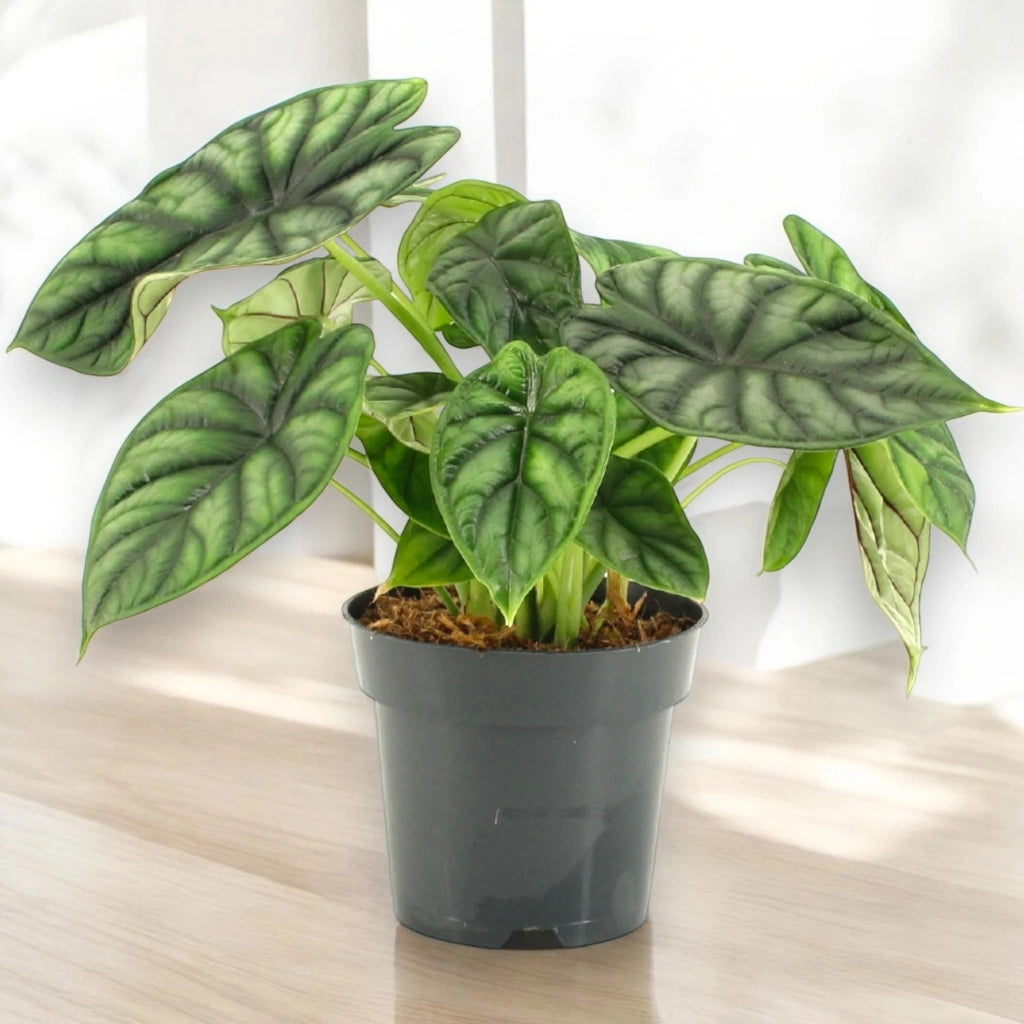 Gardenaria Alocasia 'Dragon scale' - Pianta da interno ornamentale Altezza: 30 cm (vaso 14)