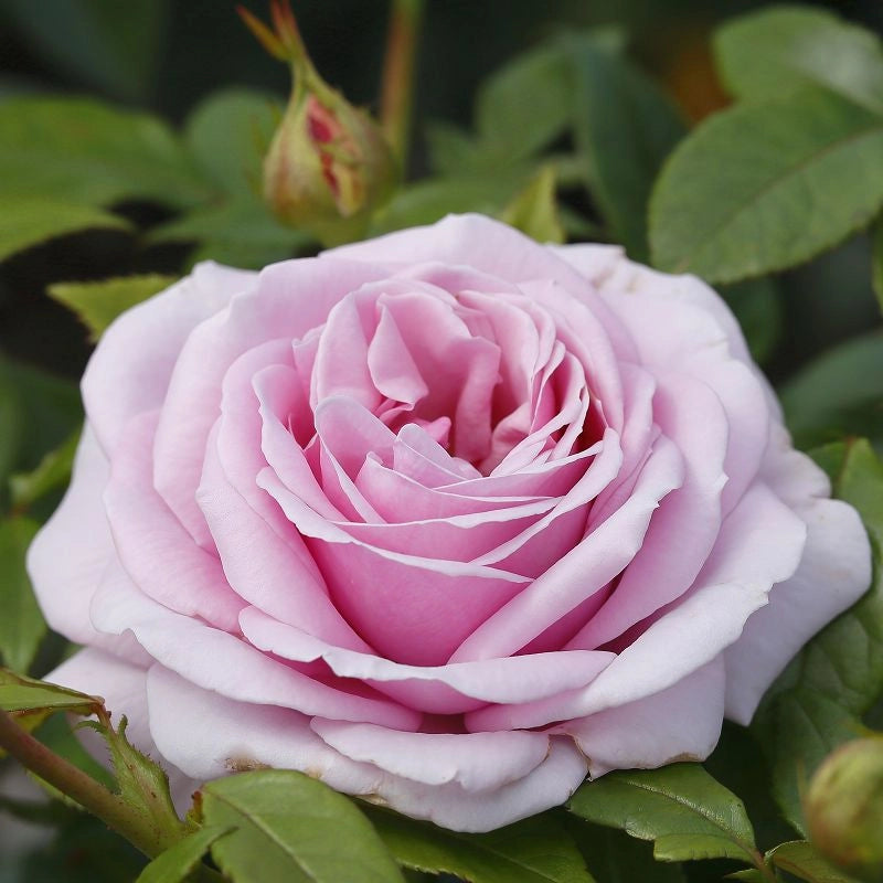 Gardenaria Rosa 'Pacific Blue' - Rosa da giardino Altezza: 40/50 cm (vaso20)