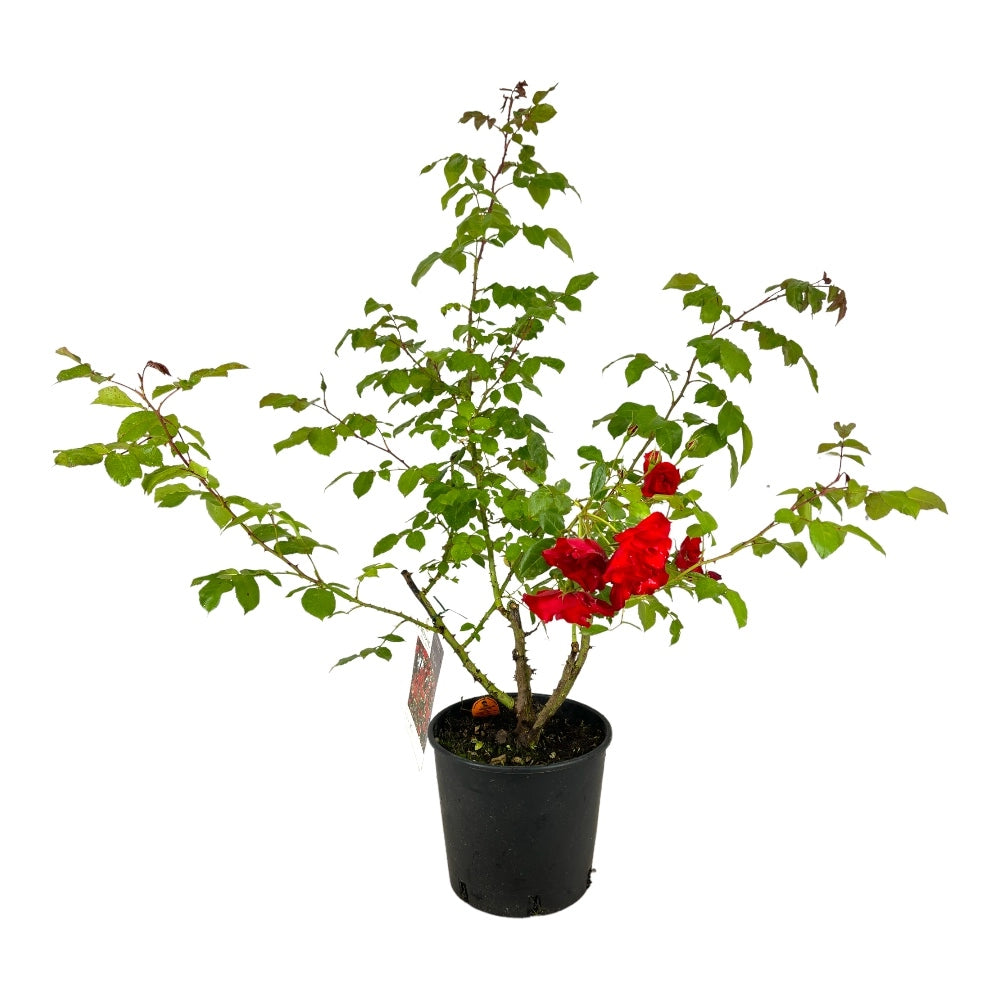 Pianta ROSA BREVETTATA LA SEVILLANA ® RAMPICANTE rossa MEILLAND in vaso 20 cm AMGarden