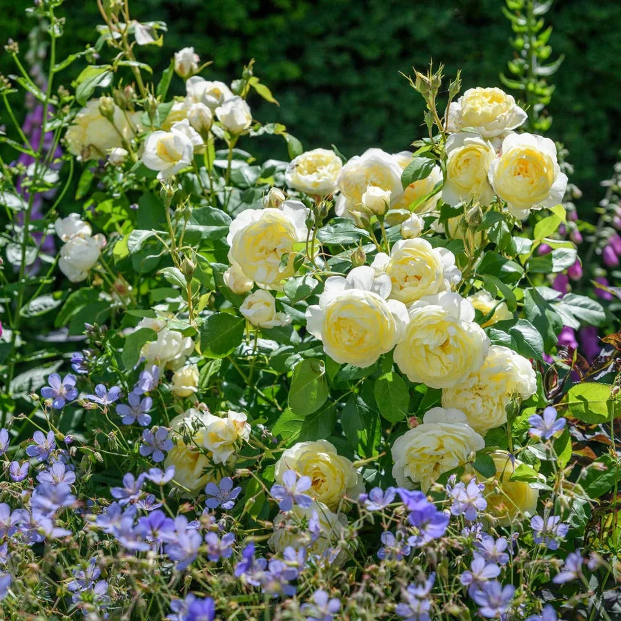 Gardenaria Rosa 'Vanessa Bell' - Rosa da giardino Altezza: 40/50 cm (vaso20)