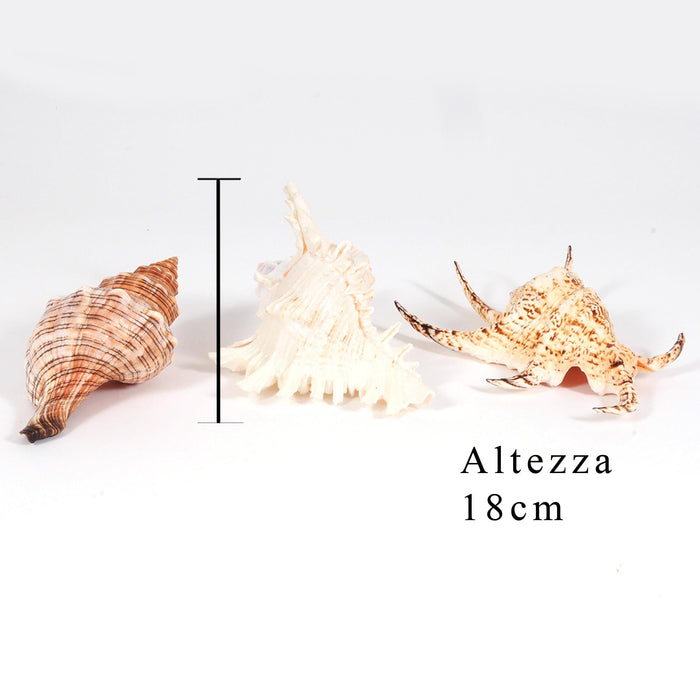 Conchiglie 3 Pz Miste Larghezza 17 cm