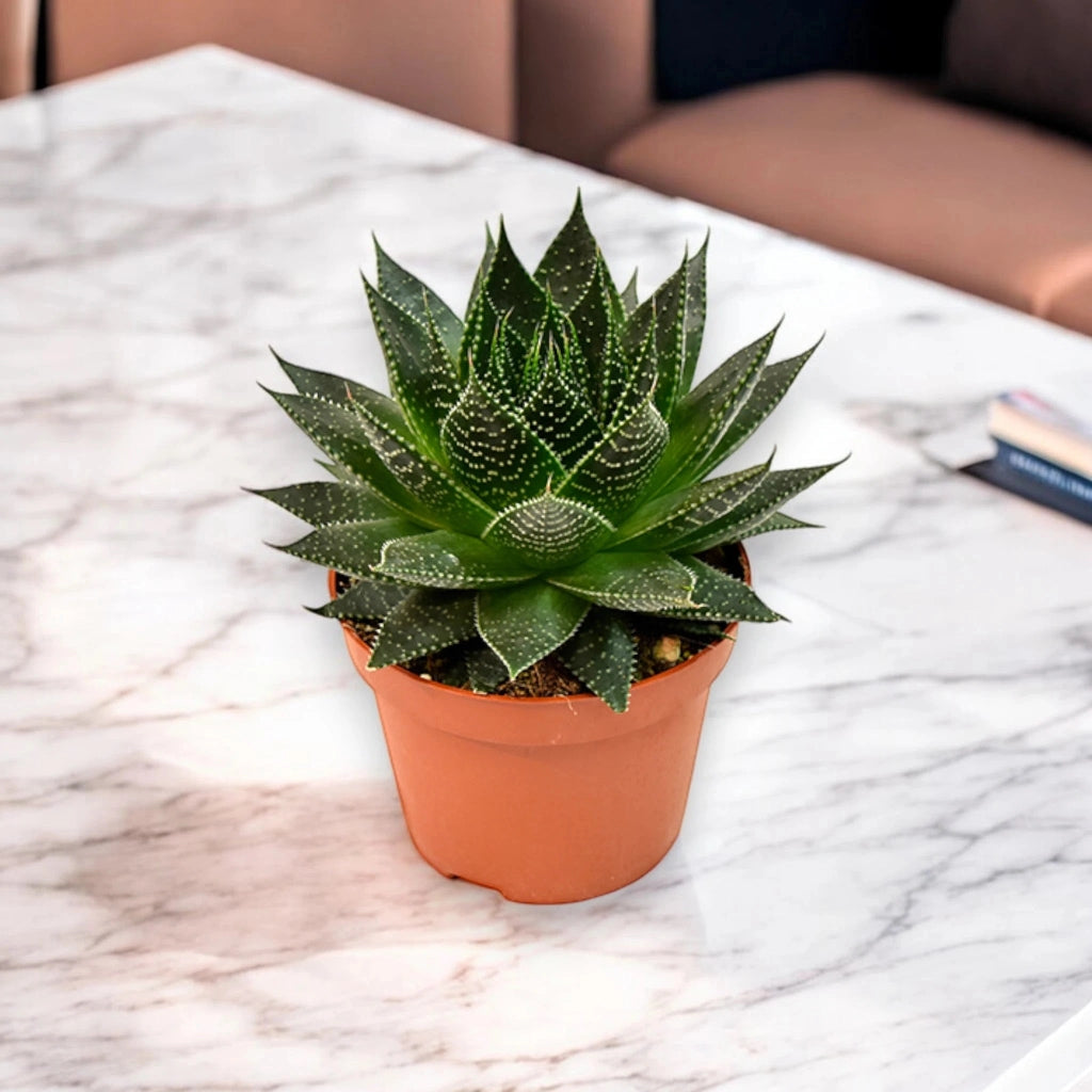 Gardenaria Aloe aristata 'Safari Ami' - Pianta da interno ornamentale Altezza: 15 cm (vaso 10)