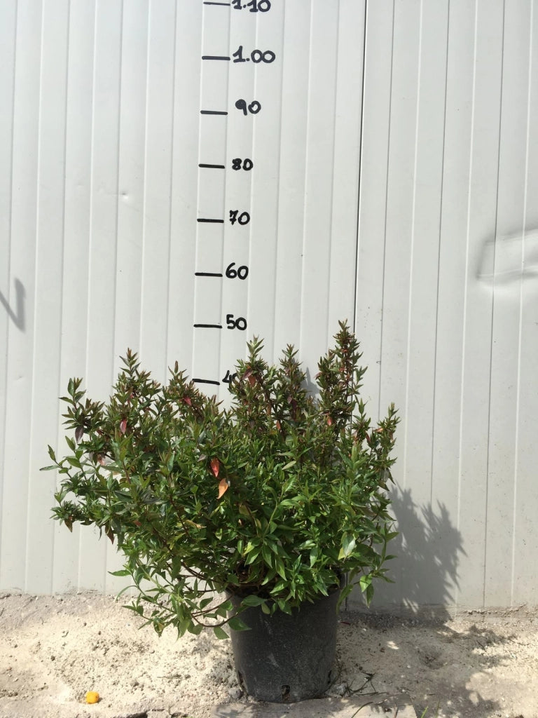 Pianta di Abelia Grandiflora  vaso 18cm