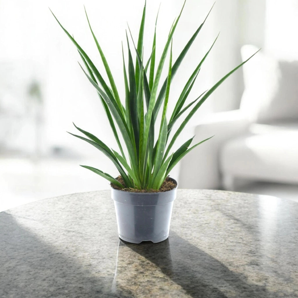 Gardenaria Sansevieria 'Kirkii friends' - Pianta da interno ornamentale Altezza: 40 cm (vaso 12)