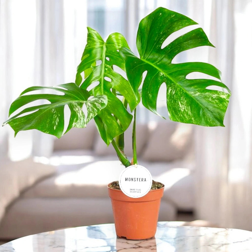 Gardenaria Monstera deliciosa variegata - Pianta da interno ornamentale Altezza: 50 cm (vaso 15)