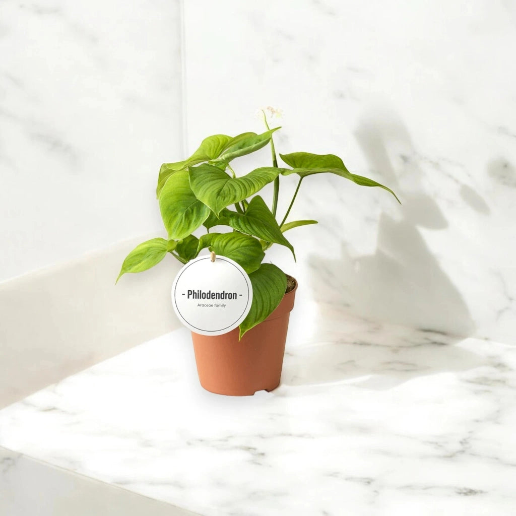 Gardenaria Philodendron 'Peru' - Pianta da interno ornamentale Altezza: 30 cm (vaso 12)