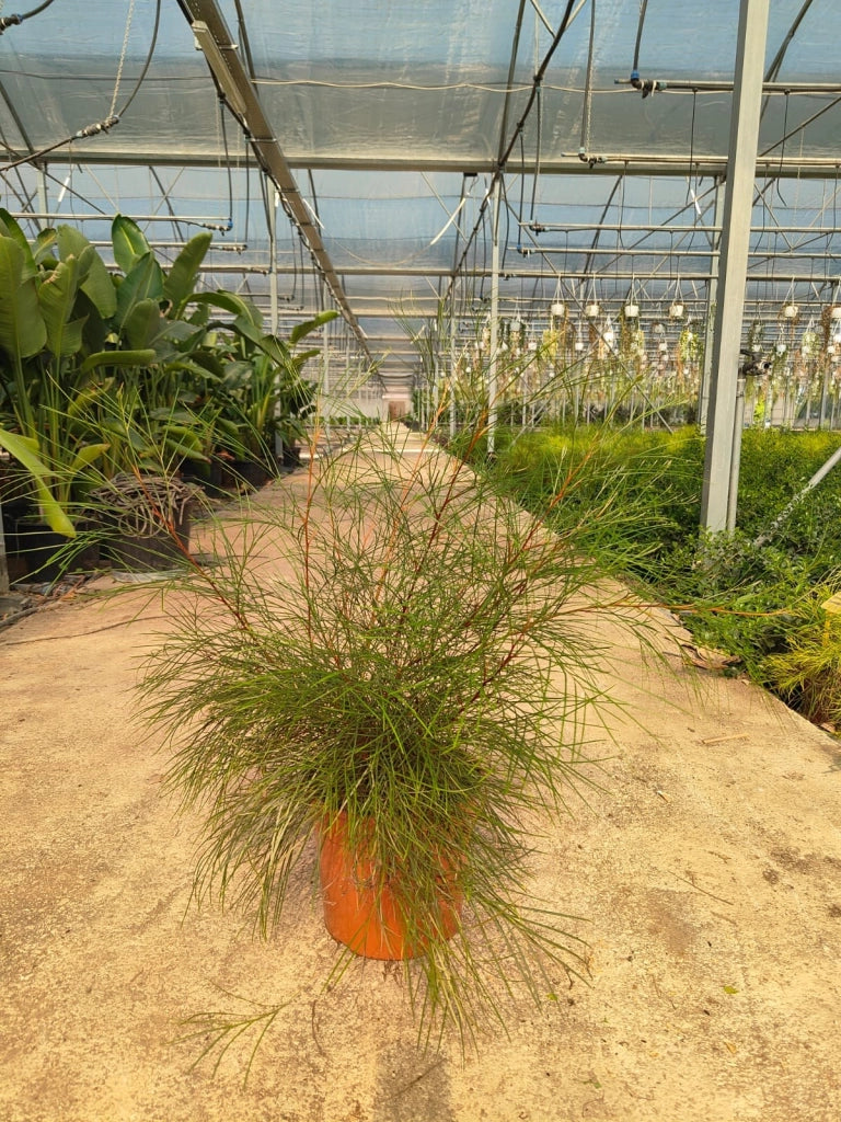GREVILLEA JOHNSONII VASO 24
