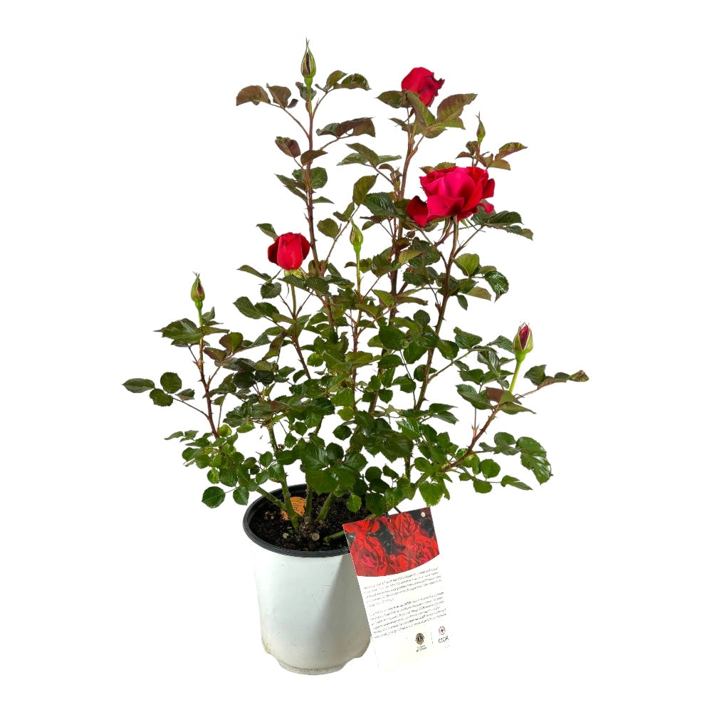 Pianta di ROSA ROSE DU CICR ® MEILLAND CESPUGLIO ROSSA vera PROFUMATA vaso19